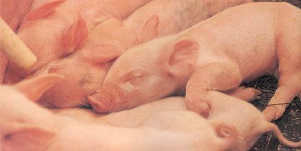 Capacity Building Training Workshop on Pig Production