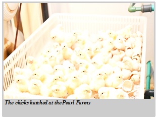 PEARL Farms Develops New Hatching Technology