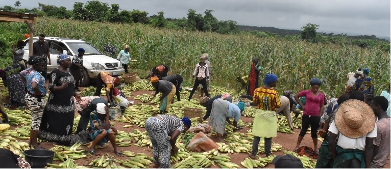 A cross section of traders purchasing maize from the farm