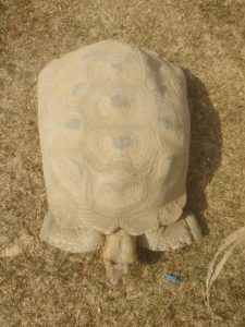 The Giant Desert Tortoise