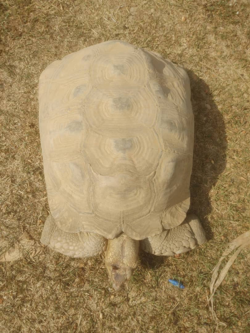 The Giant Desert Tortoise
